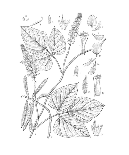 Natural compounds from  Pueraria montana var. lobata